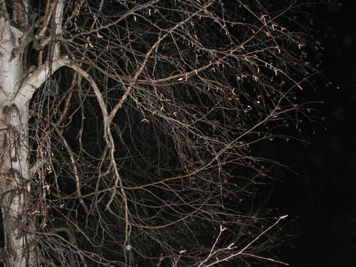 P1240375.JPG
